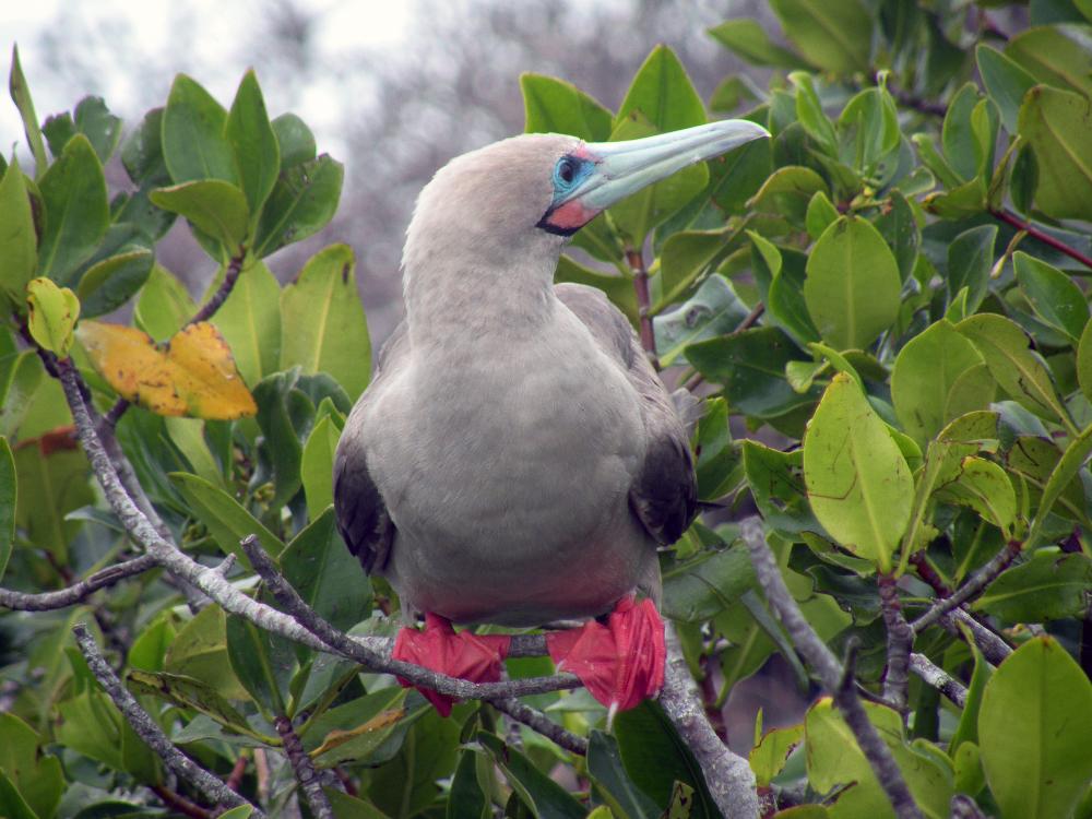 Galapagos 