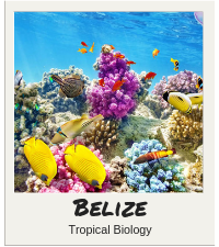 Belize Directory Tile