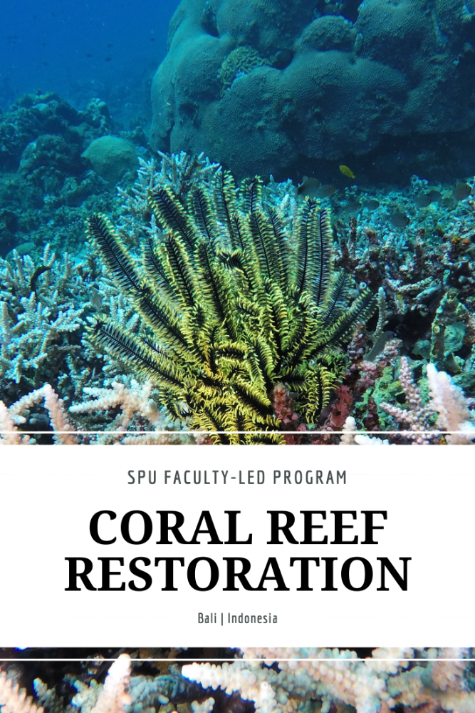 Restoring Coral Reefs in Bali