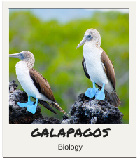 Galapagos Plain